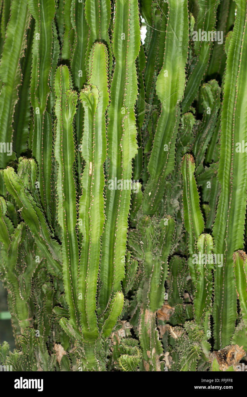 Giftiger kaktus -Fotos und -Bildmaterial in hoher Auflsung  Alamy
