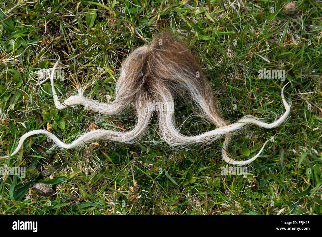 Soay Schafe Strang Wolle Büschel auf St. Kilda verworfen Stockfoto