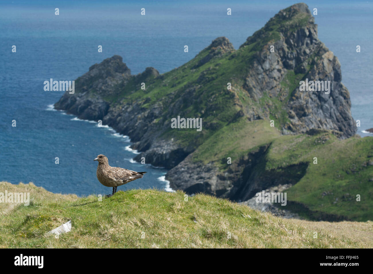 Dun St Kilda und Great Skua oder Bonxie einen Predator Seevogel auf St. kilda Stockfoto