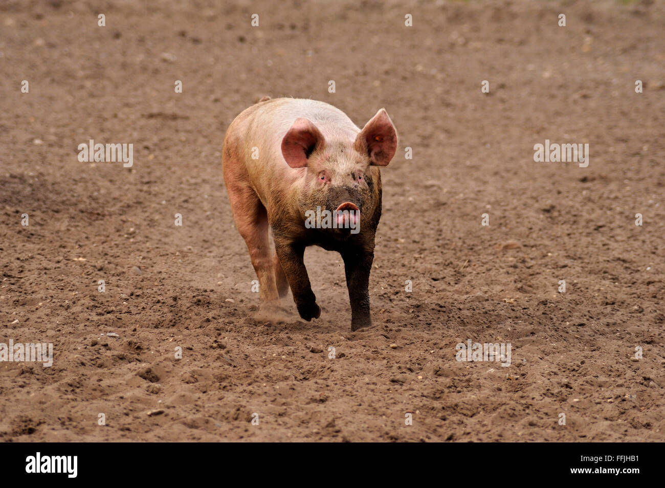 Hausschwein, ausgeführt in Schwein Gehäuse auf Schweinefarm in Suffolk, April 2012 Stockfoto
