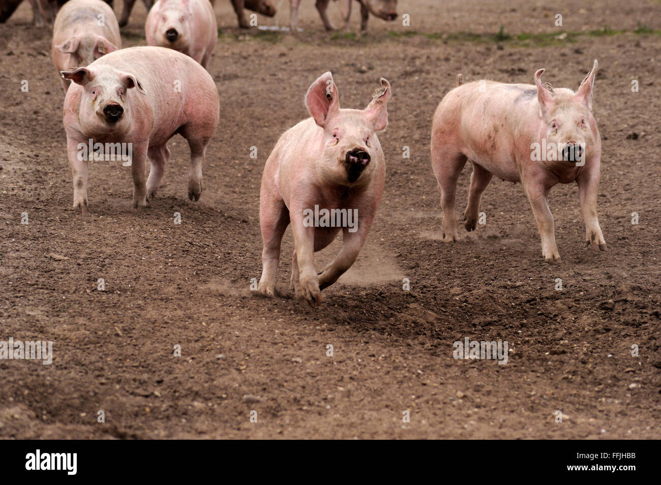 Hausschweine im Schwein Gehäuse laufen auf Schweinefarm in Suffolk, April 2012 Stockfoto