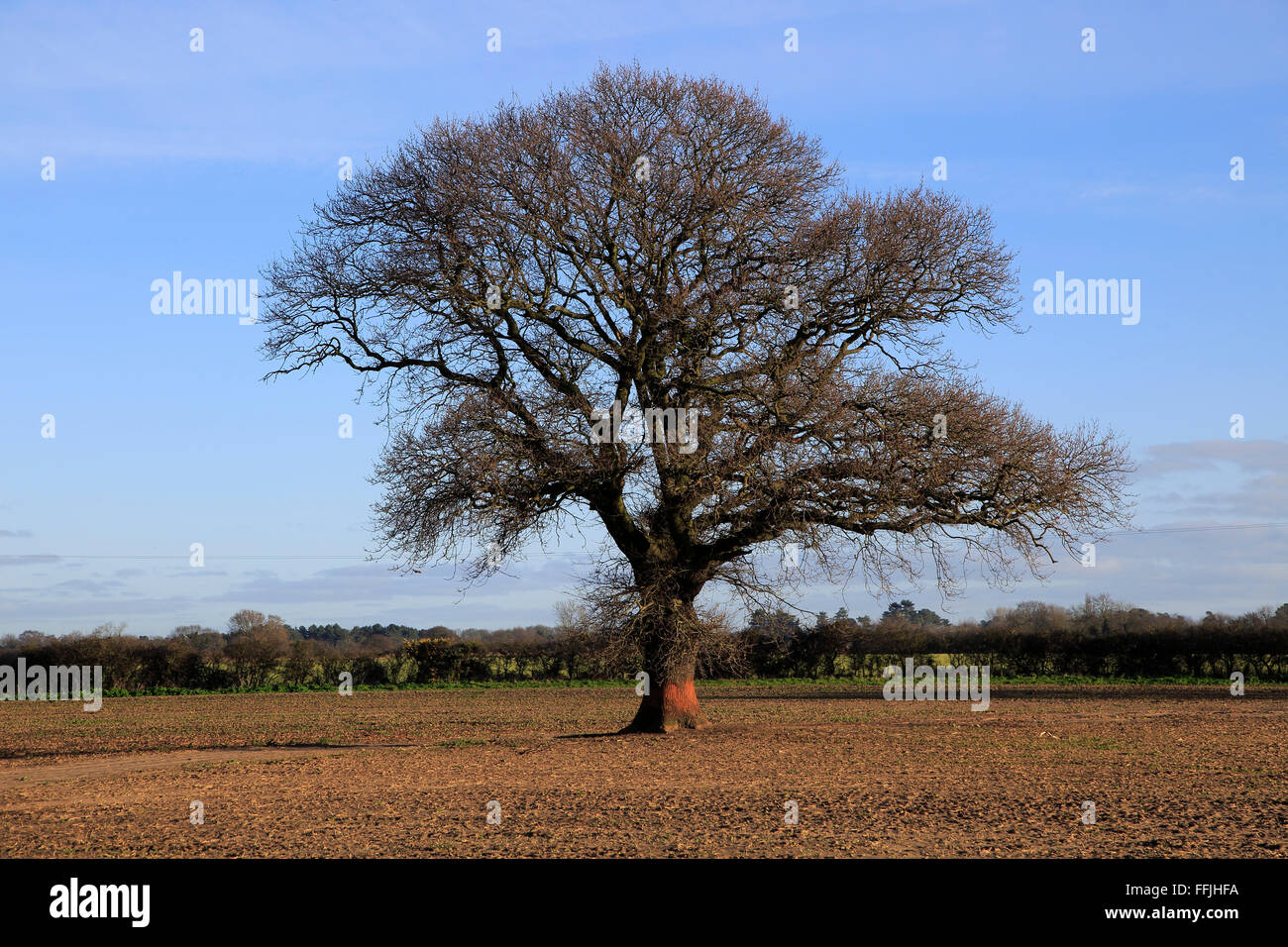Blattlosen Eiche Baum im Feld im Winter, Shottisham, Suffolk, England, UK Stockfoto