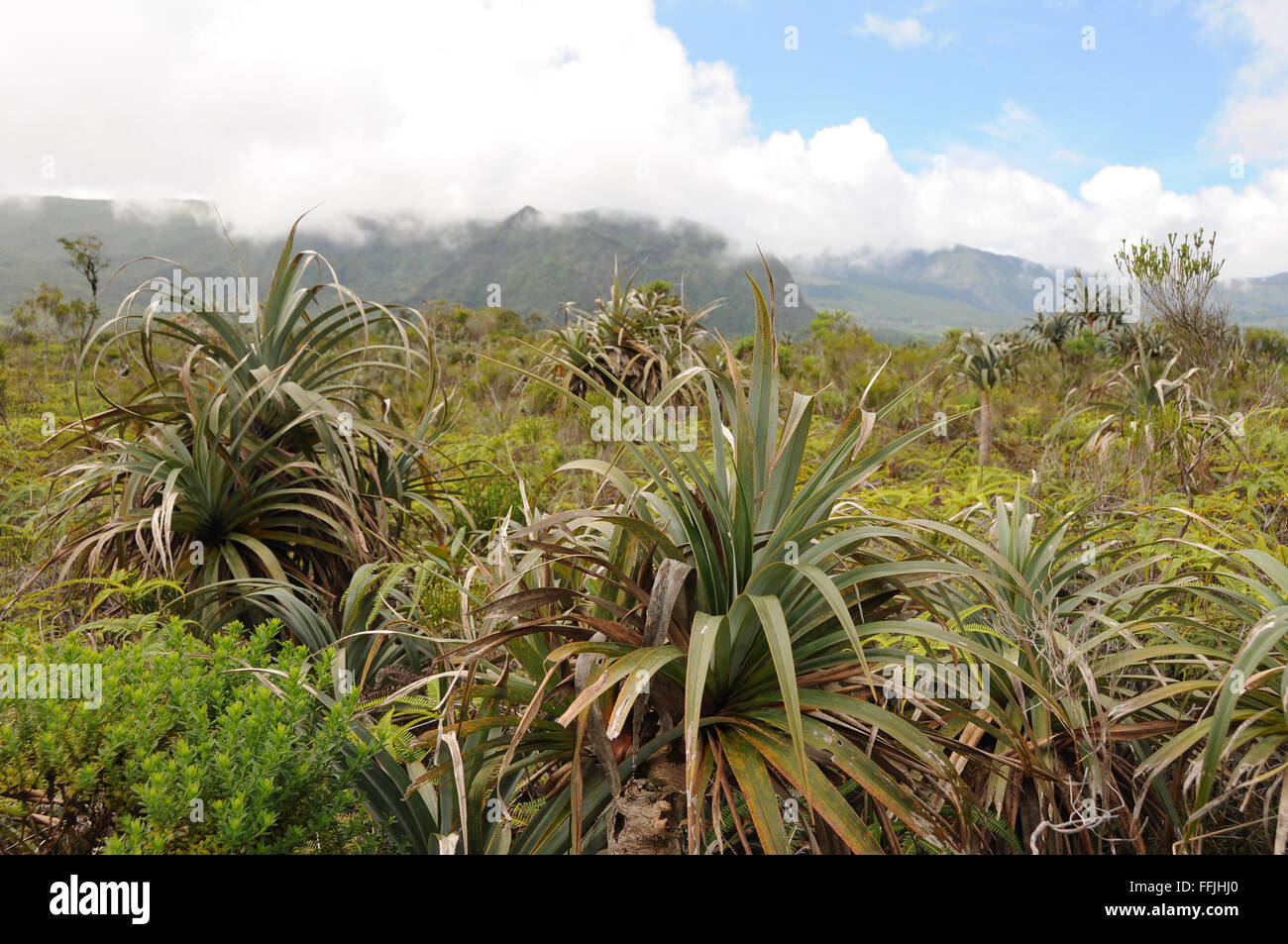 Pandanus Montanus Sumpf. Diese Art von Screwpine ist endemisch auf der Insel Réunion. Stockfoto