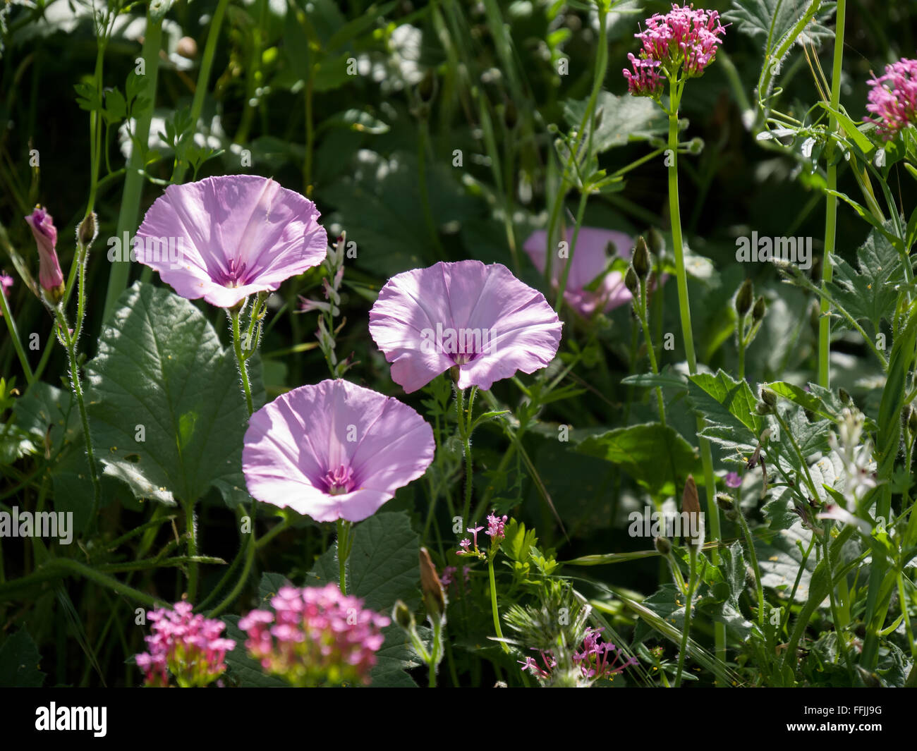 Malve-leaved Ackerwinde (Convolvulus Althaeoides) Stockfoto