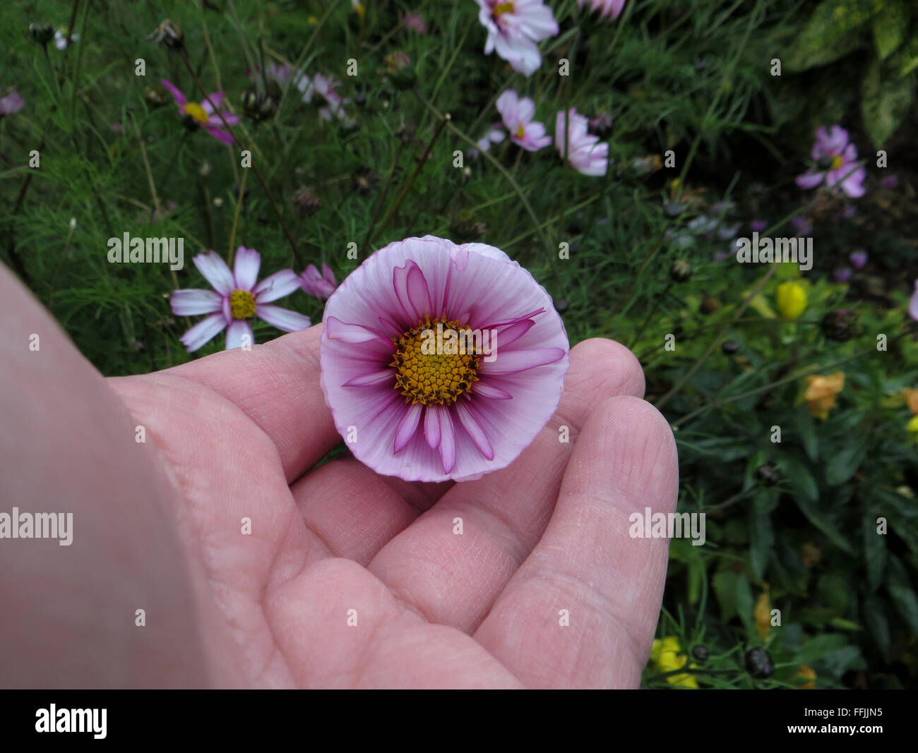 Blick ins Kosmos Blume (Cosmos Bipinnatus "Sweet Sixteen") mit geschmolzenen äußeren Blütenblätter, hielt in der Hand des Fotografen Stockfoto