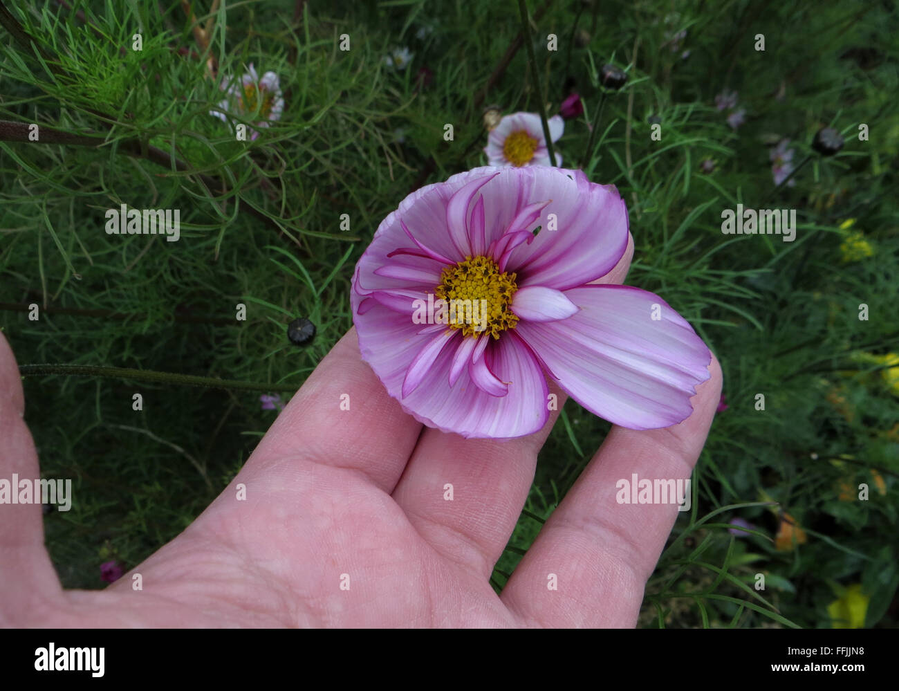 Blick ins Kosmos Blume (Cosmos Bipinnatus "Sweet Sixteen") mit geschmolzenen äußeren Blütenblätter mit einer Ausnahme, in der Hand gehalten Stockfoto