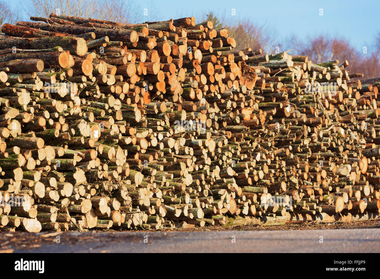 Einen großen Stapel von Holz warten auf Biokraftstoff umgewandelt werden. Stockfoto