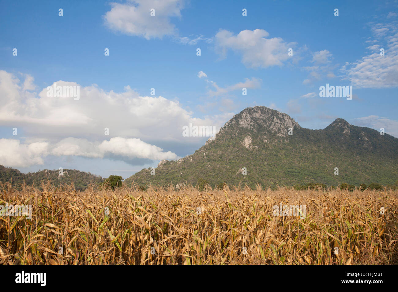 Trocknung im Feld mit Gebirgshintergrund Mais füttern Stockfoto