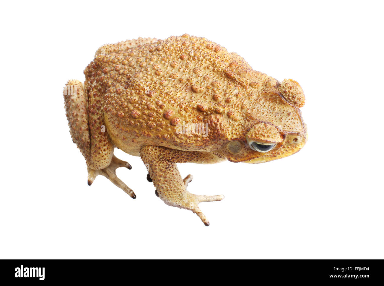 Cane Toad - Bufo Marinus - auch bekannt als eine riesige neotropical oder marine Kröte isoliert auf weißem Hintergrund Stockfoto