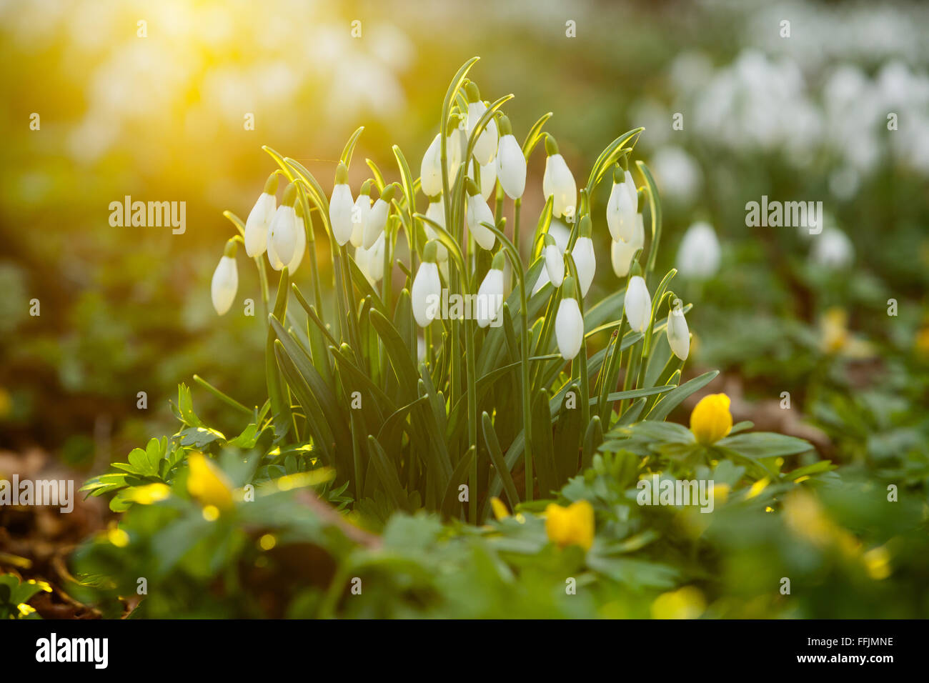 Nahaufnahme Foto zeigen eine Reihe von Schneeglöckchen im Wald an einem Wintertag in North Lincolnshire, UK. Februar 2016. Stockfoto