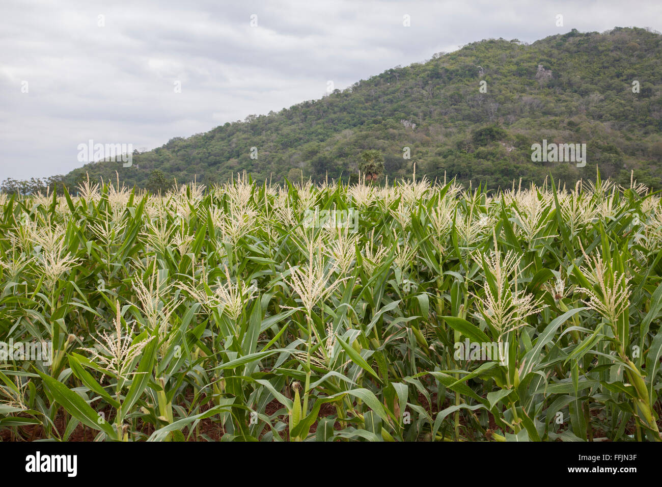 Mais-Feld mit Gebirgshintergrund an bewölkten Tag Stockfoto