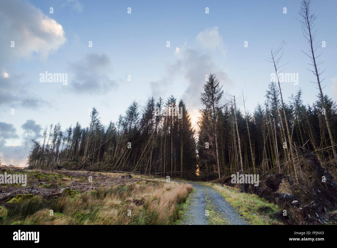 Waldweg mit ausgeglichenen Abschnitt auf einer Seite und Sturmwurf Schaden auf der anderen durch den letzten Änderung in der Exposition Stockfoto