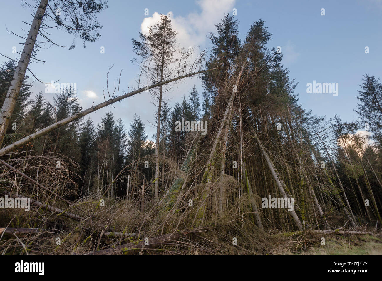 Umstürzende Bäume am Rande des Waldes, Schäden, die durch den letzten Änderung in Belichtung und Stürme mit hohen Windgeschwindigkeiten Stockfoto