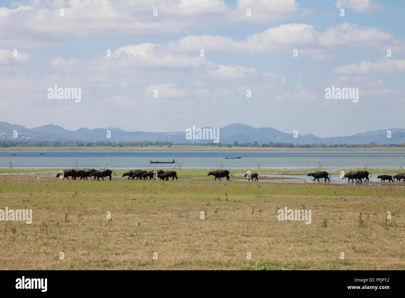 Massen von Buffalo zu Fuß am Ufer Sees, Lamtakong dam, Thailand Stockfoto