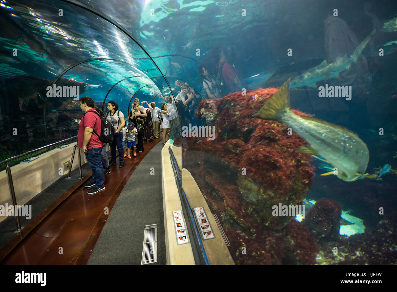 Besucher im Unterwassertunnel von Barcelona Aquarium, Port Vell Hafen in Barcelona, Spanien Stockfoto