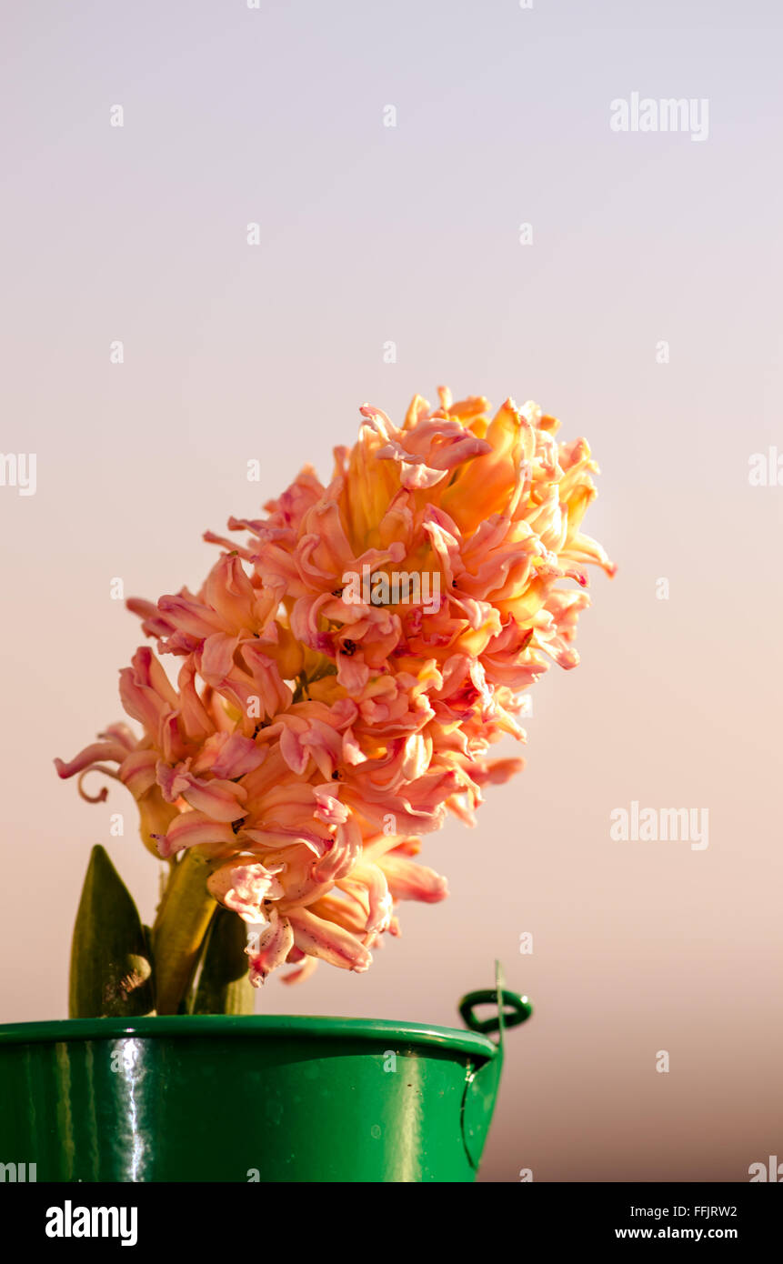 Detail der rosa Hyazinthe Hintergrund Stockfoto