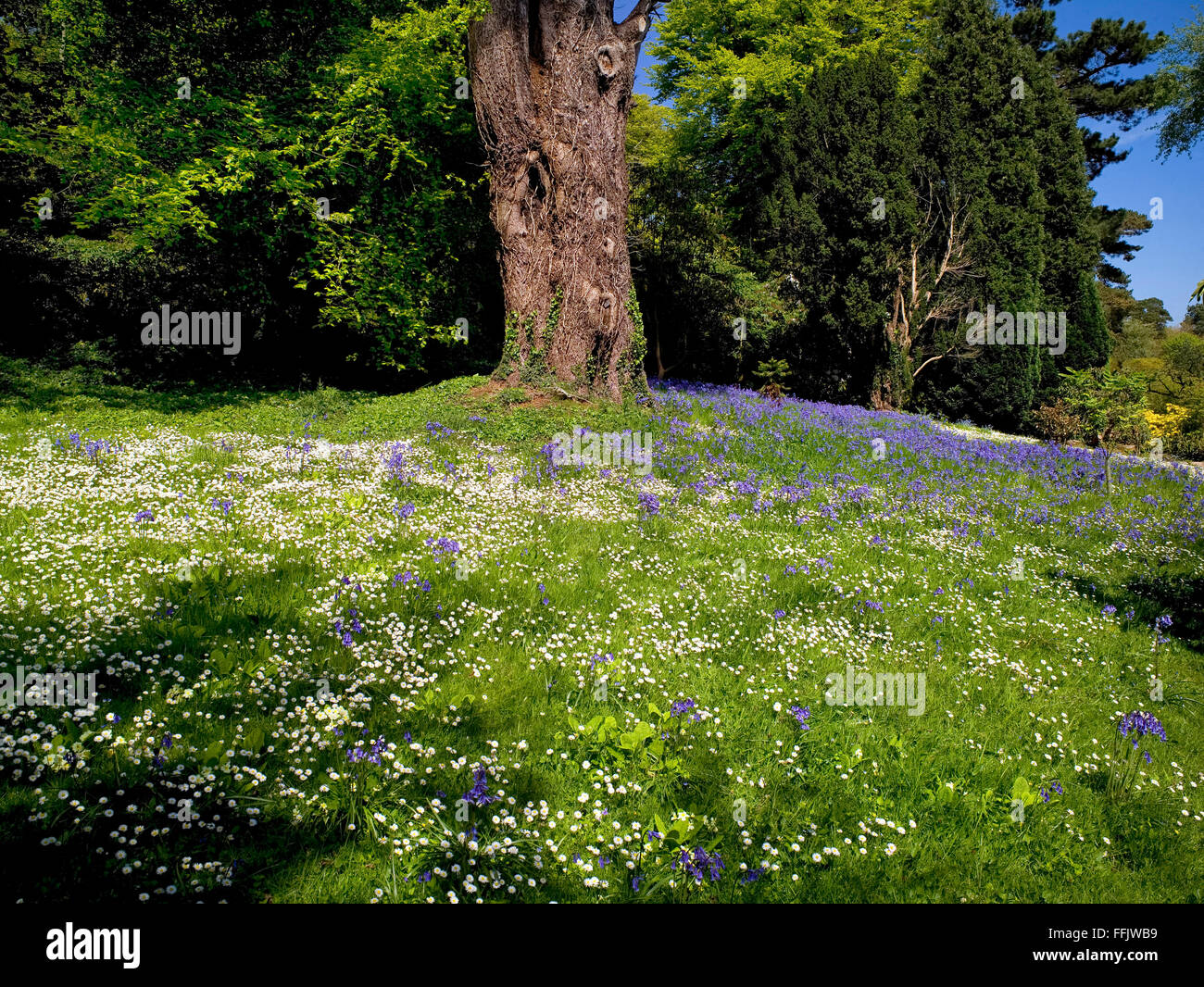 Glockenblumen und Gänseblümchen am Mount Stewart, County Down, Nordirland Stockfoto