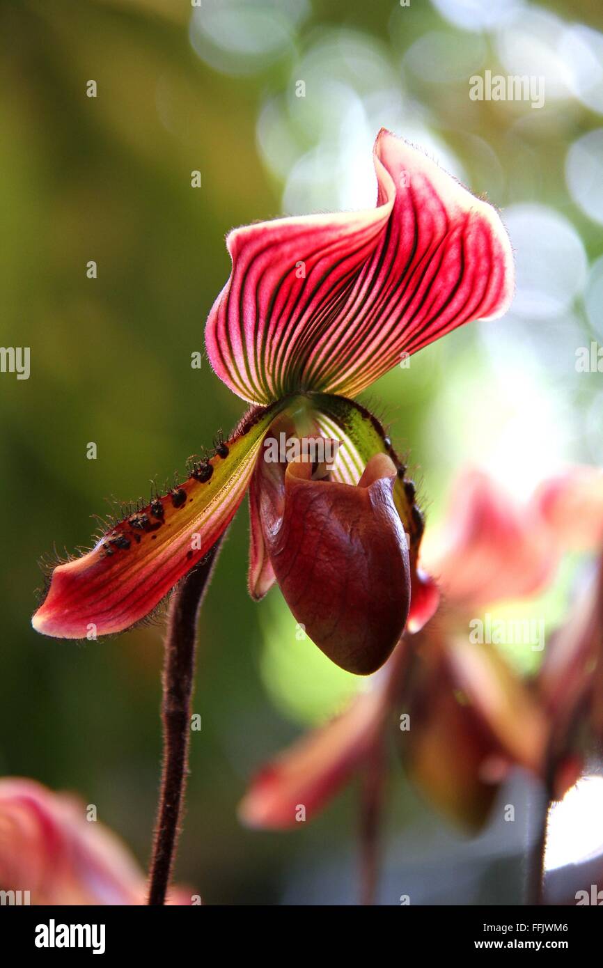 Frische orchidee in freier wildbahn Fotos und Bildmaterial in hoher