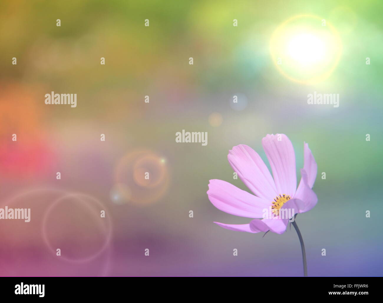 Weiche verschwommenes rosa Cosmos Blume mit Lens-Flare-Effekt Stockfoto