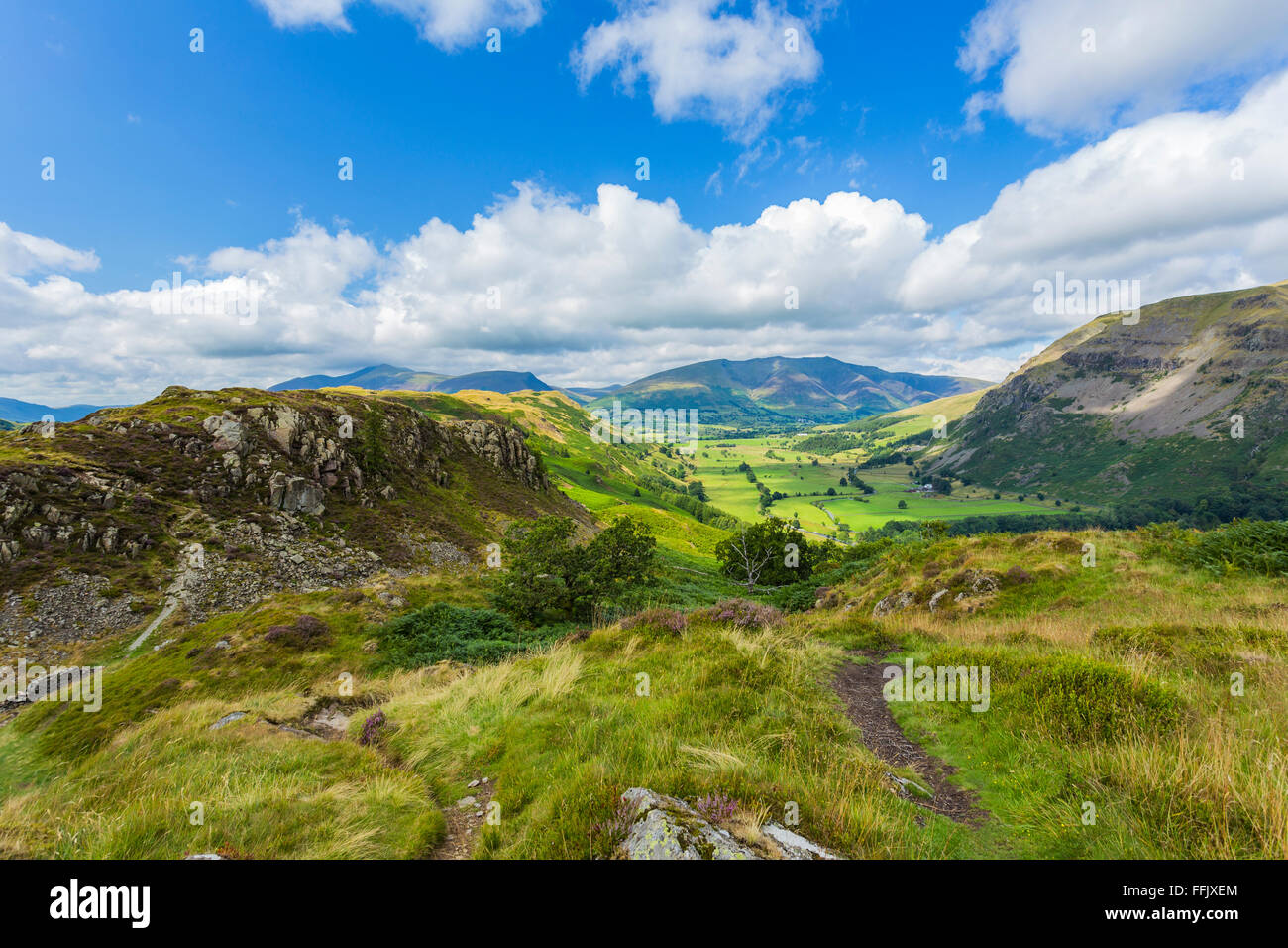 Johanniskraut im Tal von Wren Crag, Nationalpark Lake District, Cumbria, England Stockfoto