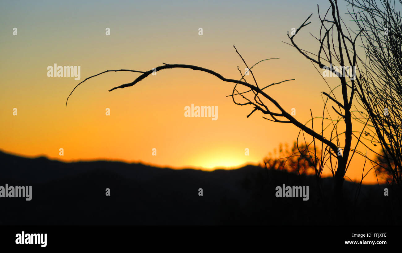 Silhouette des Toten Strauch im Morgengrauen in der Nähe von Alora Andalucia Stockfoto