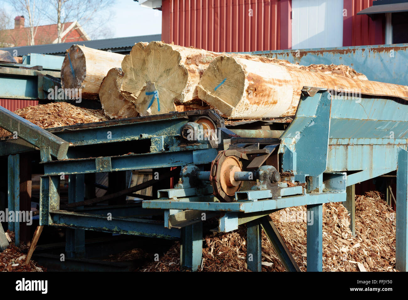 Holz Futterstation in einem Sägewerk. Holzscheite werden auf das Förderband gelegt und darauf wartet, geschnitten werden. Stockfoto