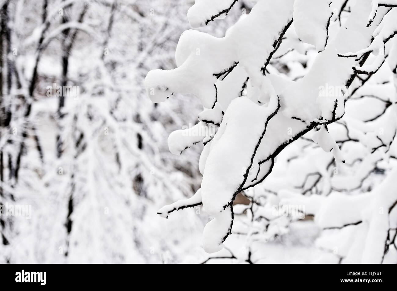 Winterszene mit Ästen nach starkem Schneefall mit Schnee geladen. Stockfoto