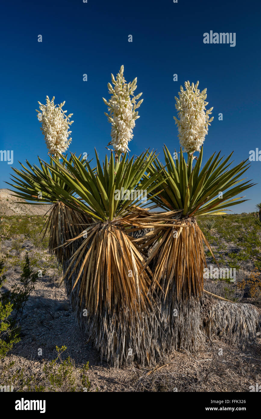 Yucca spanischer dolch Fotos und Bildmaterial in hoher Auflösung Alamy
