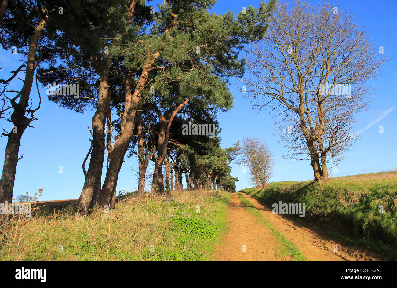 Eine Reihe von Föhren Kennzeichnung eine Feldgrenze in der Landschaft, Shottisham, Suffolk, England Stockfoto