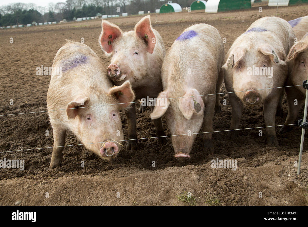 Freilandhaltung Schweinehaltung Schweinefleischproduktion Shottisham, Suffolk, England, UK Stockfoto