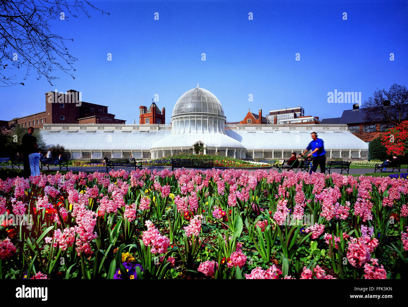 Frühlingsblumen im Glas Haus Botanic Gardens Belfast Nordirland Stockfoto