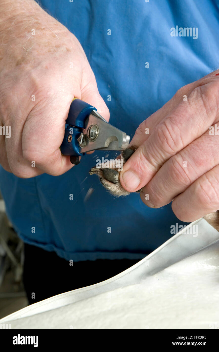 Hund nail clipping Stockfoto