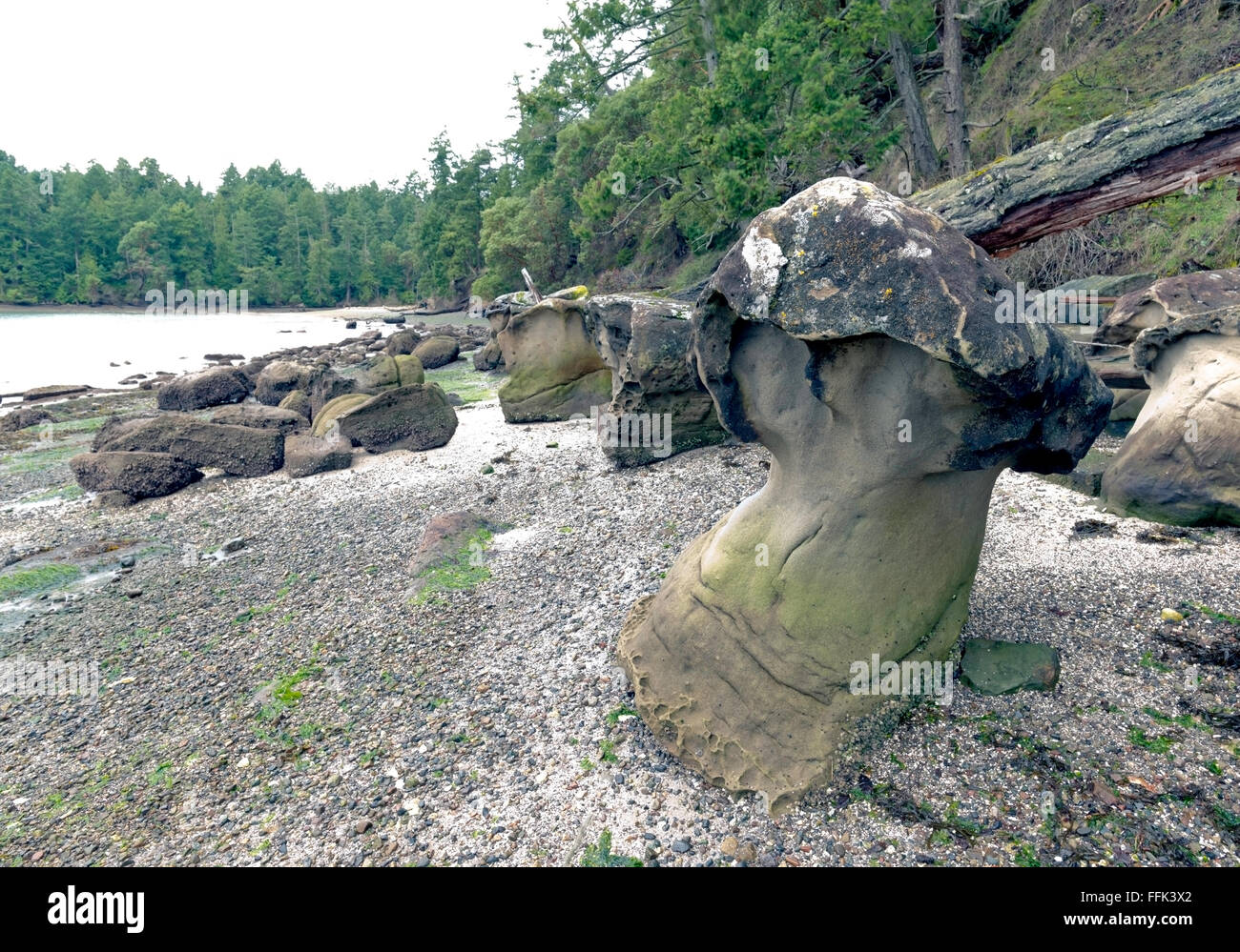 Sieht aus wie echte Pilz!-Montague Harbour Marine Provincial Park, Galiano Island Kanada Stockfoto