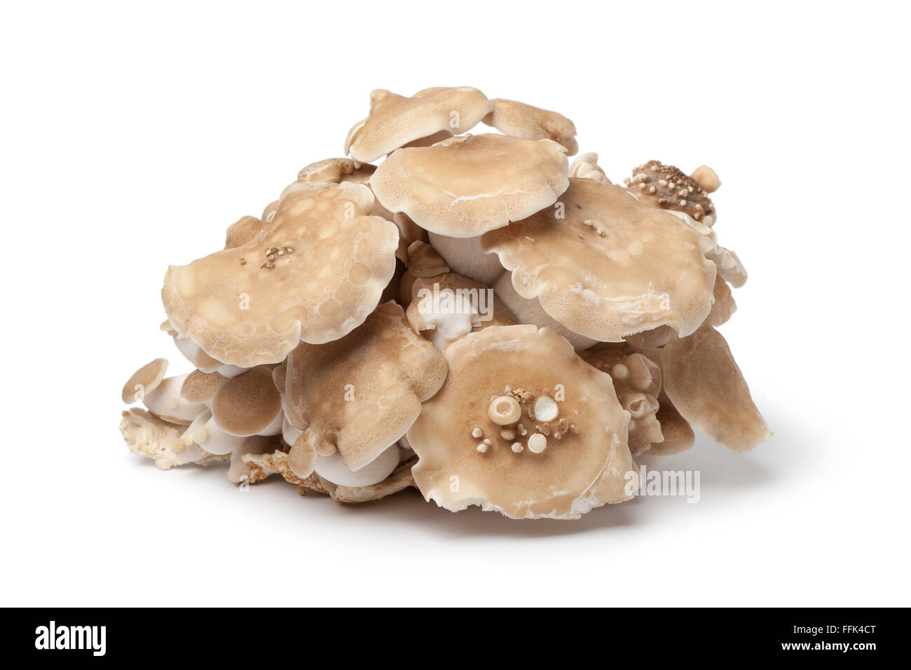 Handvoll frische Shimeji Pilze auf weißem Hintergrund Stockfoto