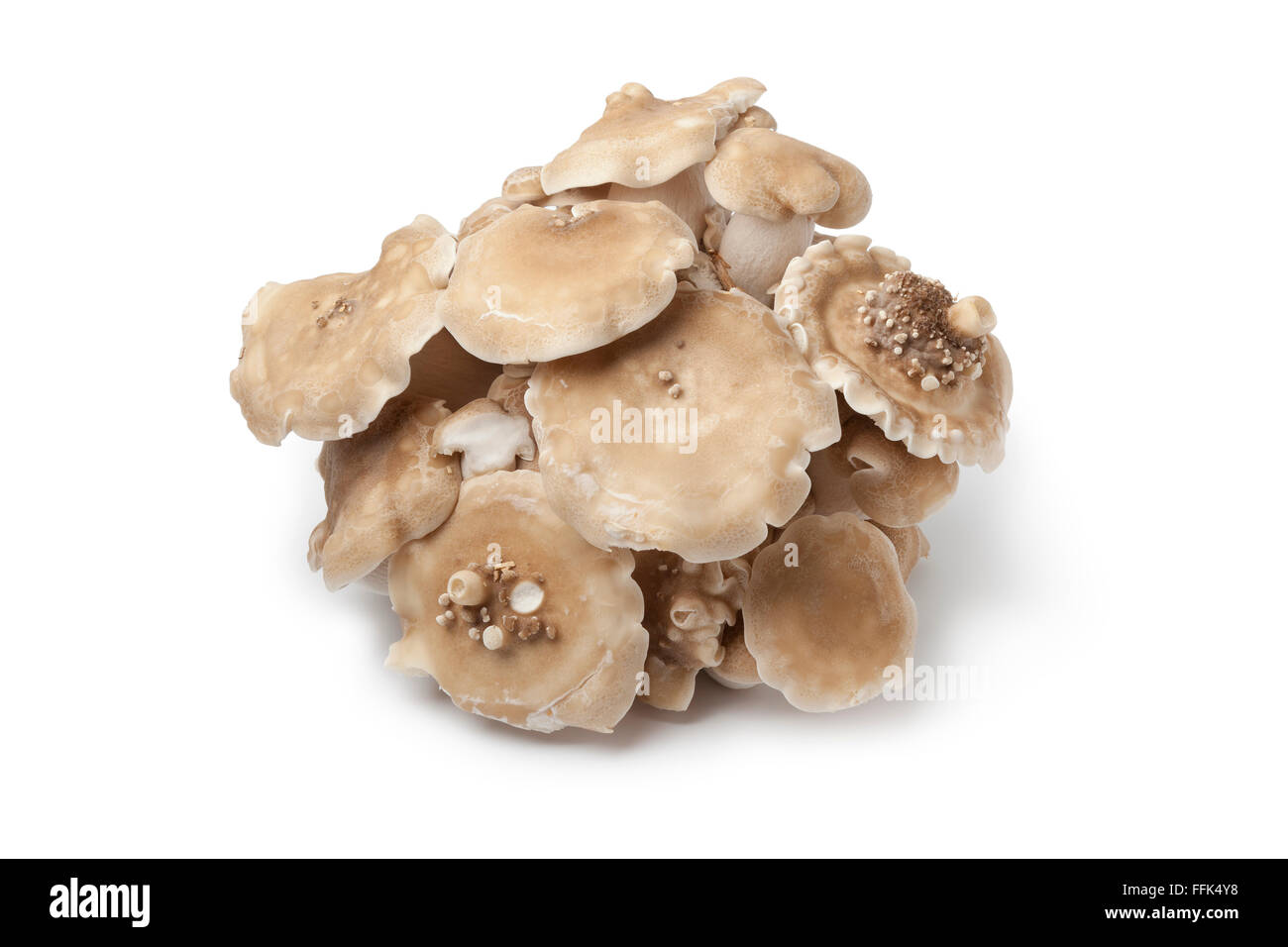 Handvoll frische Shimeji Pilze auf weißem Hintergrund Stockfoto