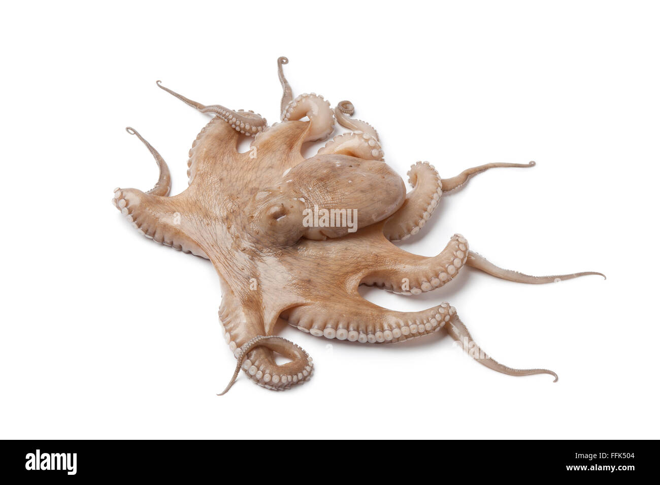 Ganz einzigen frischen rohen Oktopus isoliert auf weißem Hintergrund Stockfoto