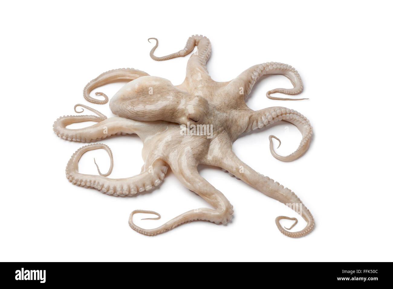 Ganz einzigen frischen rohen Oktopus isoliert auf weißem Hintergrund Stockfoto