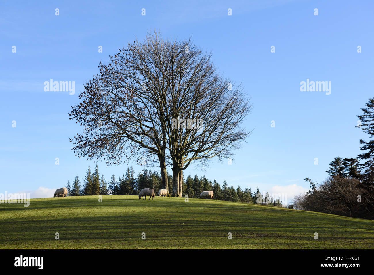 Schafe weiden Stockfoto