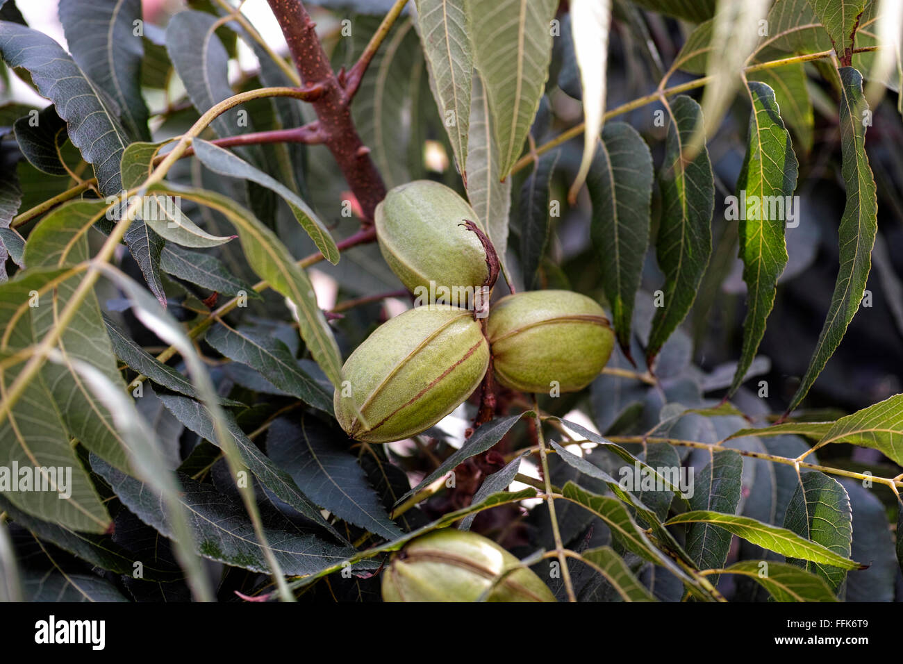 Junge Pekannüsse auf Baum wächst Stockfoto