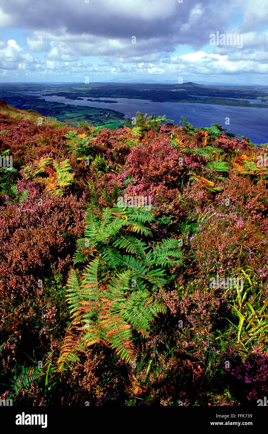 Heather und Farne mit Blick auf unteren Lough Erne Enniskillen Northern Ireland Stockfoto