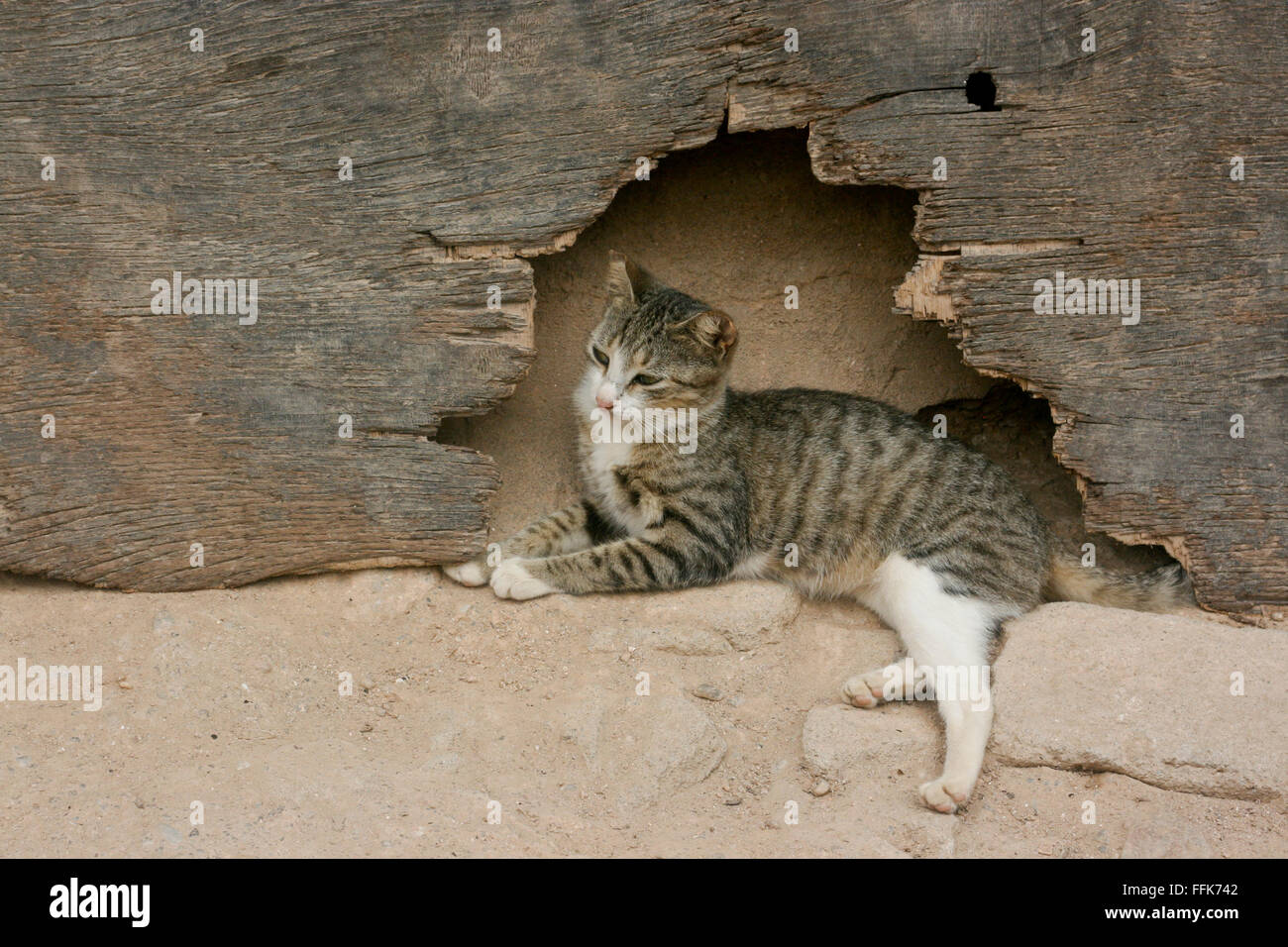 Junge streunende Katze findet Unterschlupf in das Fundament eines Hauses in einem Fischerdorf Stockfoto