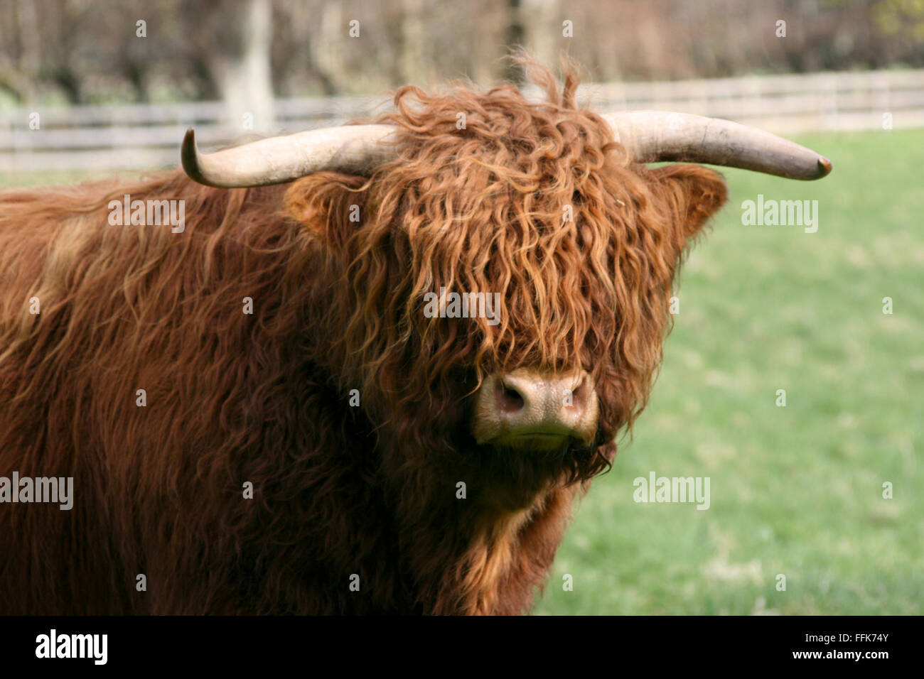 Highland Kuh im Feld, Schottland Stockfoto