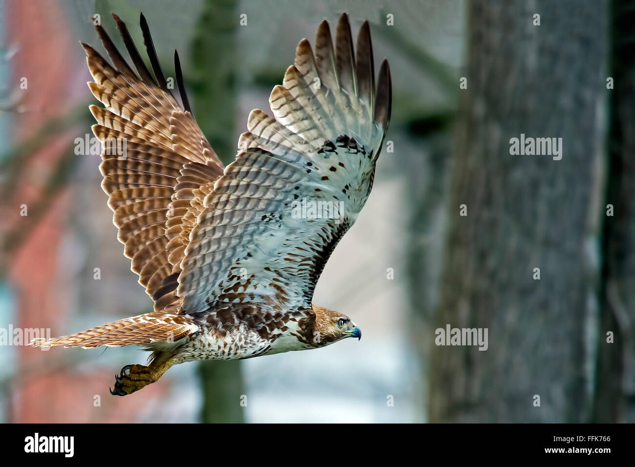 Rot - angebundener Falke im Flug Stockfoto