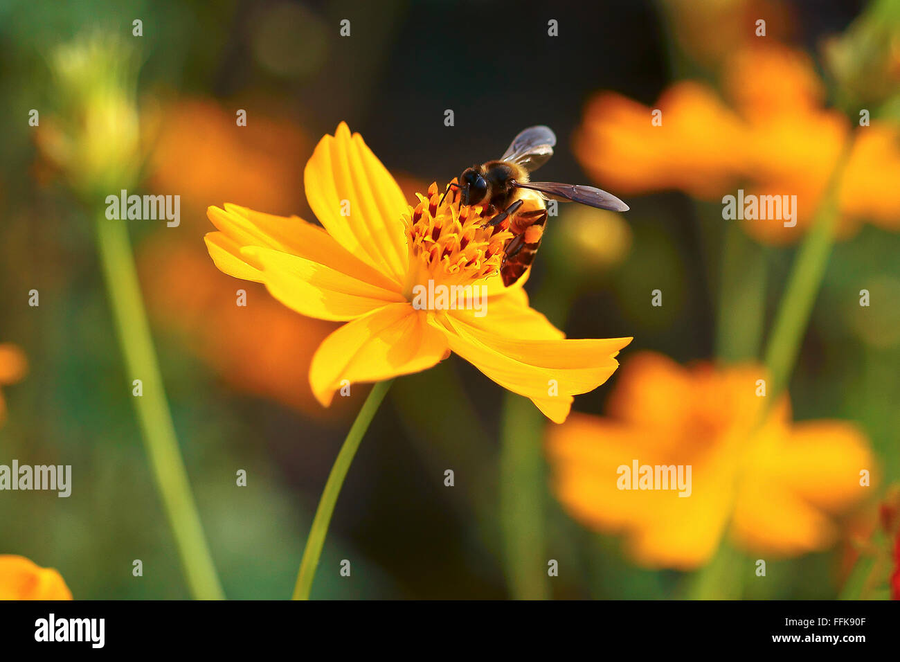 Honig Biene auf gelber Blüte, Nahaufnahme Makro Stockfoto