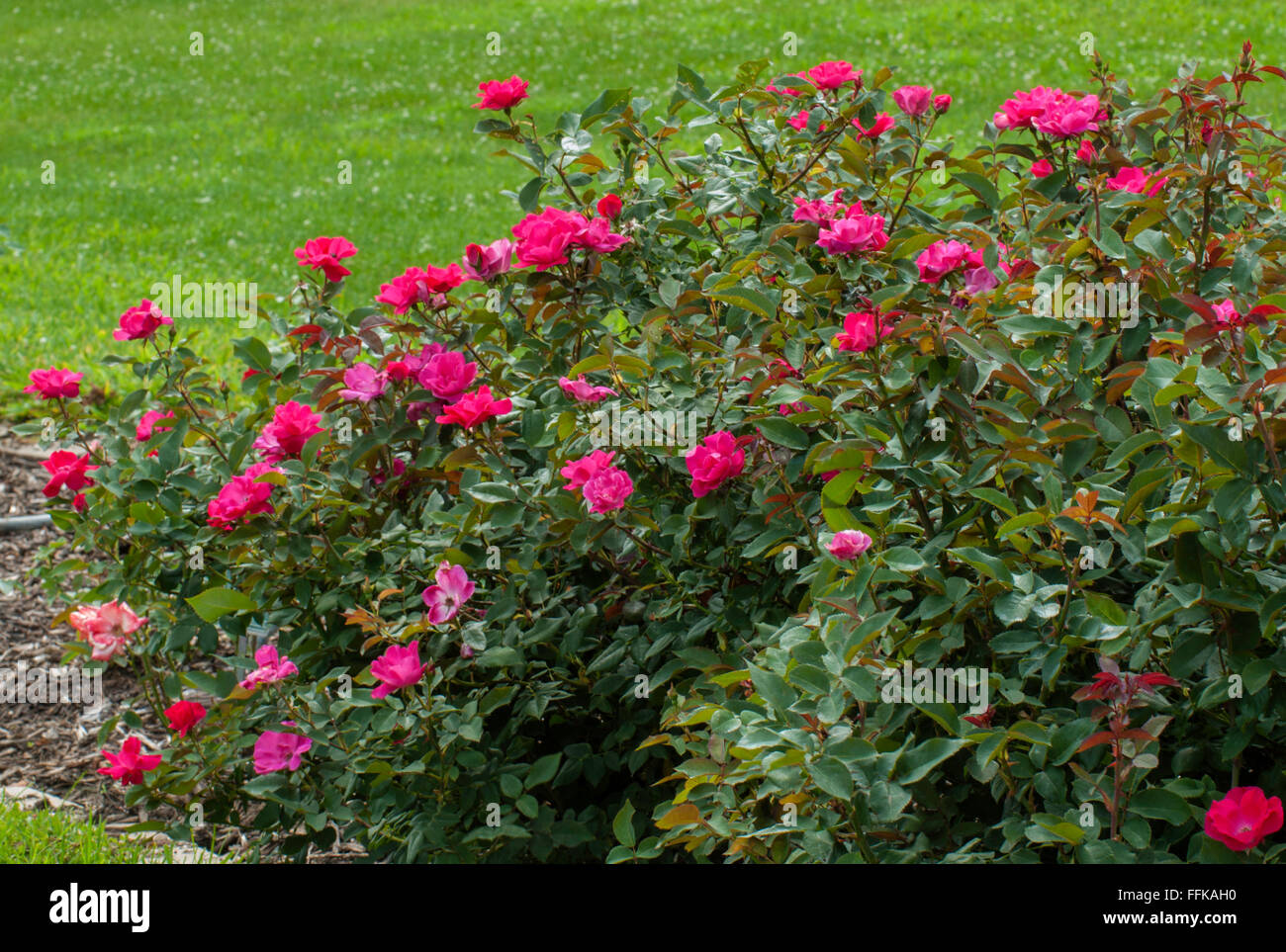Rosa, Knock Out, Rose Stockfoto