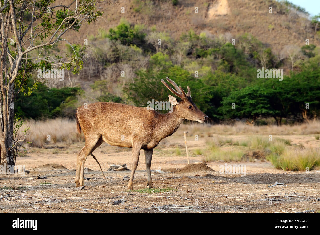 Ein Rusahirsch Flores ist alert im Komodo-Nationalpark (Rusa Floresiensis, Komodo Hirschen, Flores Rusahirsch), Indonesien Stockfoto