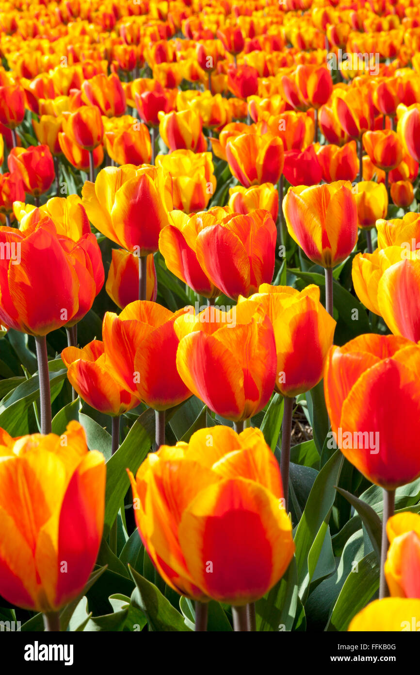 Niederländischen Tulpenfelder im Frühling Stockfoto