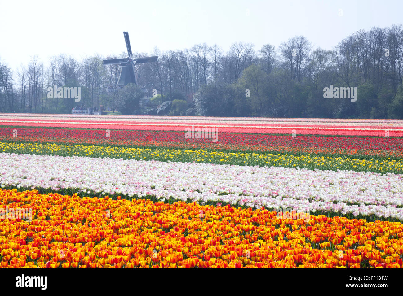 Niederländischen Tulpenfelder im Frühling mit einer Windmühle im Hintergrund Stockfoto