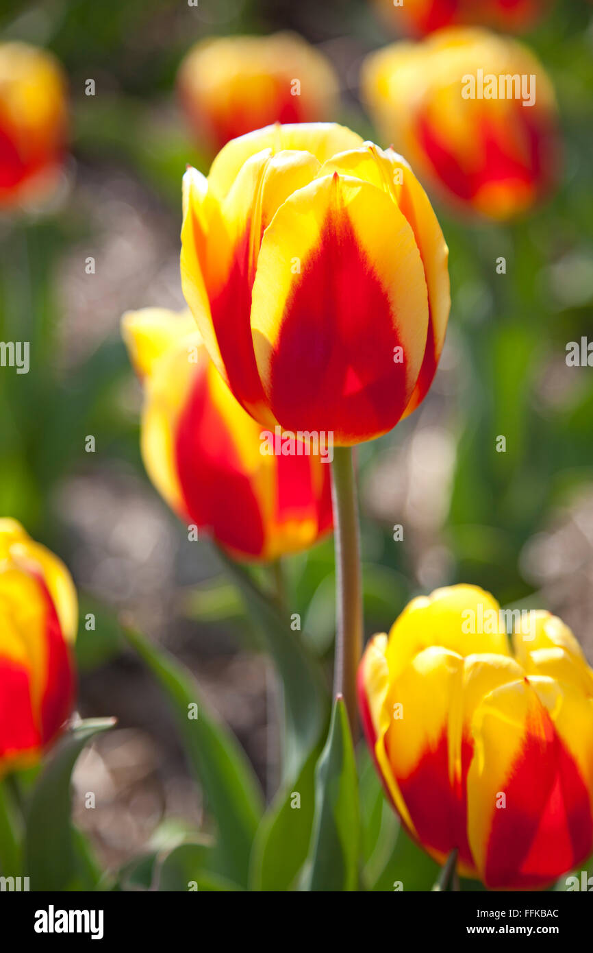 Nahaufnahme einer holländischen Tulpe im Feld im Frühling Stockfoto