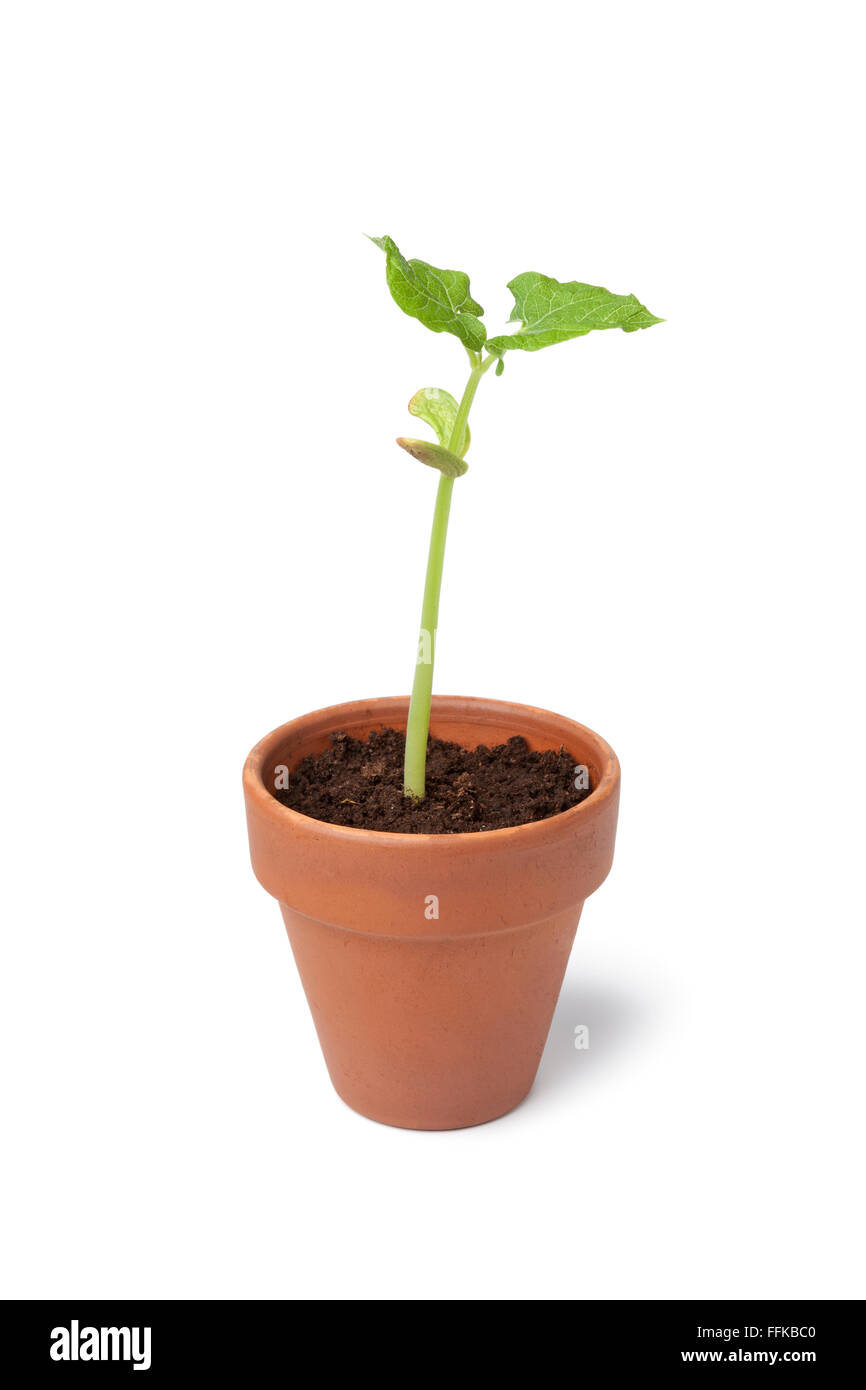 Wachsende Bohne Pflanze in einem Topf auf weißem Hintergrund Stockfoto